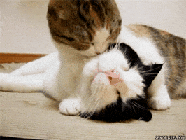 200.gif