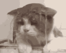 cat-kitty.gif