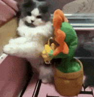 200.gif