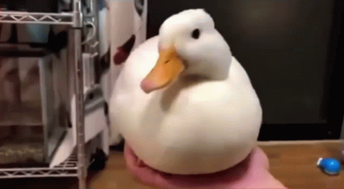 duck-disappears.gif
