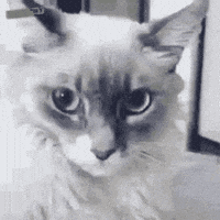 200.gif