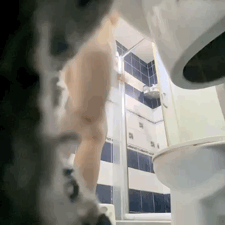 1748206156369.gif
