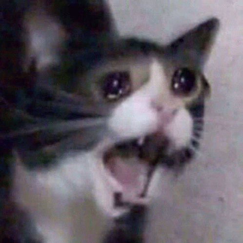 sad-gatos.gif