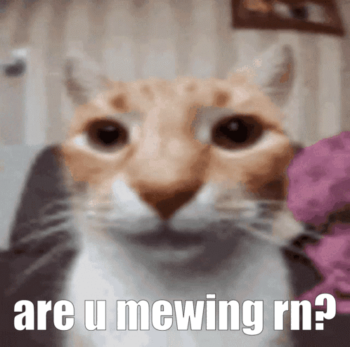 look-maxxing-maxxing.gif