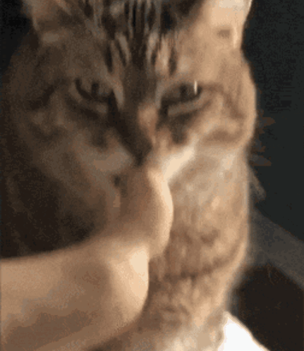 kit-cat.gif