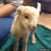 200.gif
