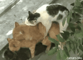 200.gif