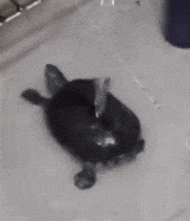 200.gif