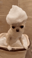 200.gif
