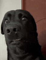 Shocked Eyes GIF by MOODMAN