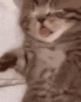 Sleepy Good Night GIF