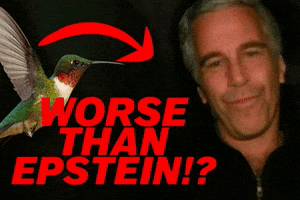 Bird GIF