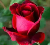 1771643418437.webp