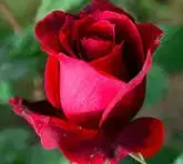 1771776998096.webp