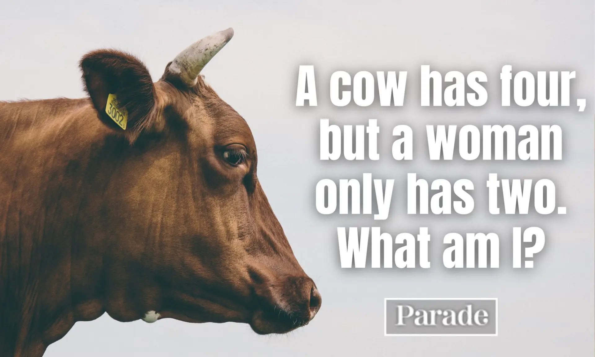 dirty-jokes-a-cow-has-four.webp