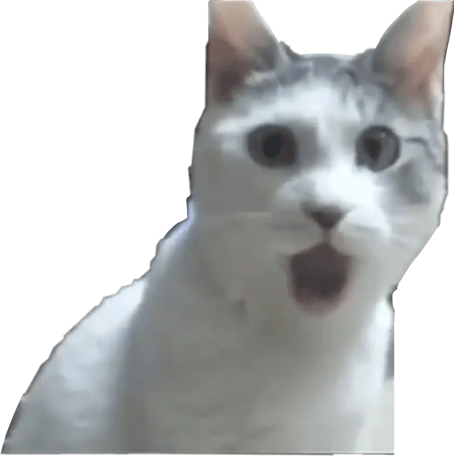 surprised-cat-meme-0ddlm3pt54hwa1rx.webp