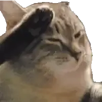 1777394557555.webp