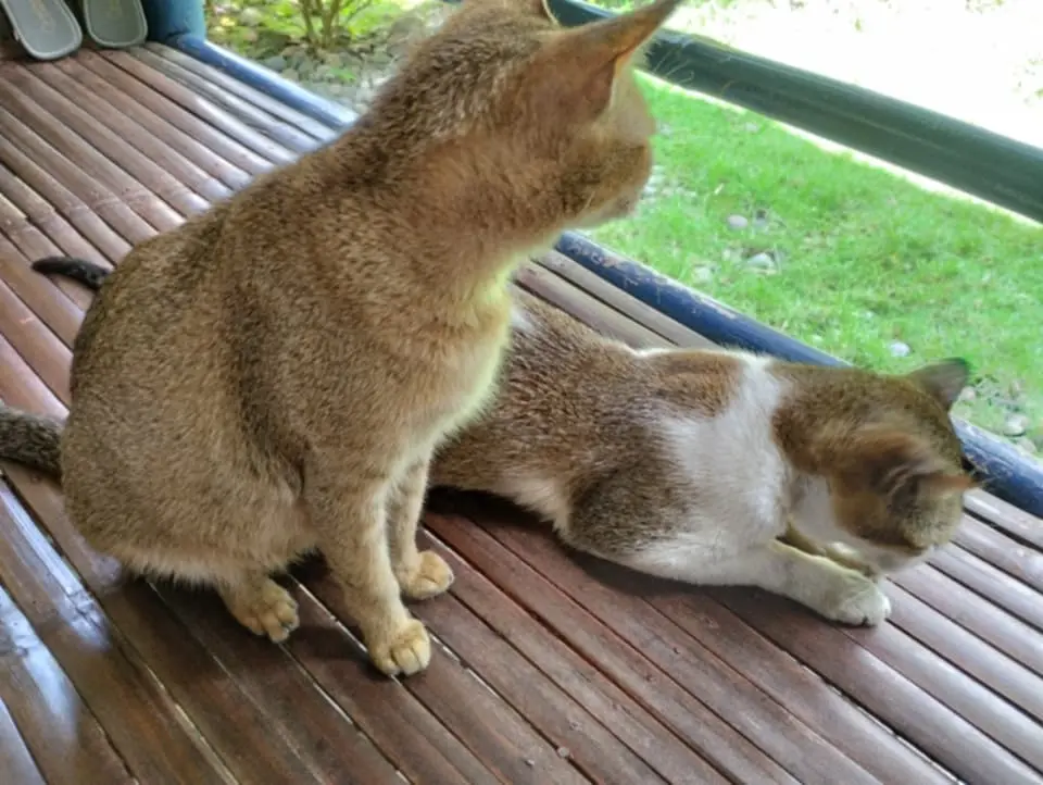 Pussy stray cats