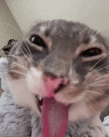 1000008071.gif