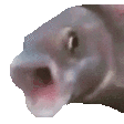 pog-fish.gif