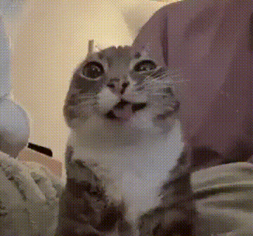 meme.co.in_Freaky_Ahh_Cat_GIF.gif