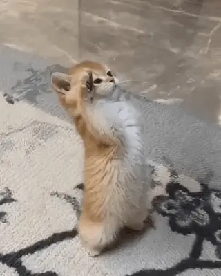 cat-meme-aye-aye-captain.webp