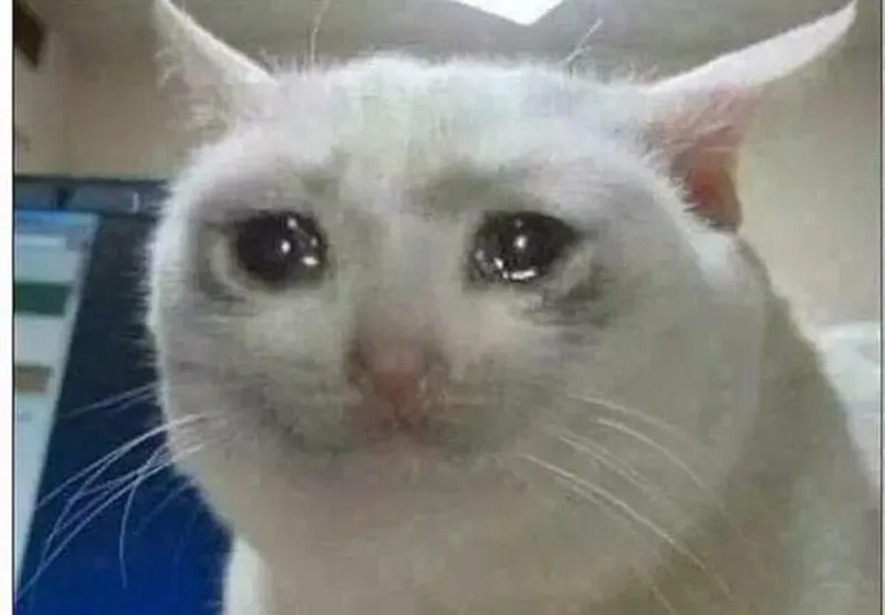 crying-cat-meme-template-full-719a53dc (1).webp