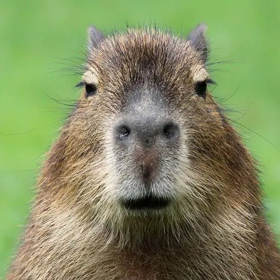 1000052524.webp