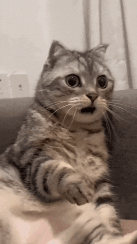 IMG_6279.gif