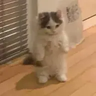 nobnibs