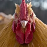CollateralChicken