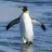 penguinni