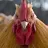 CollateralChicken
