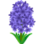 Hyacinth :hyacinth: 🪻