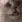 CatShake :CatShake: :CatShake: